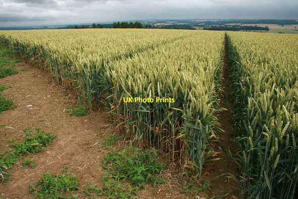 Photo 6"x4" Wheat field near Black Barn Farm Patton c2010