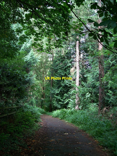 Photo 6"x4" Tollymore Forest track Newcastle\/J3732 c2010