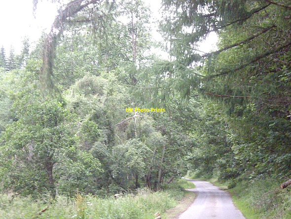 Photo 6"x4" Road to Mytice Kirkney c2010