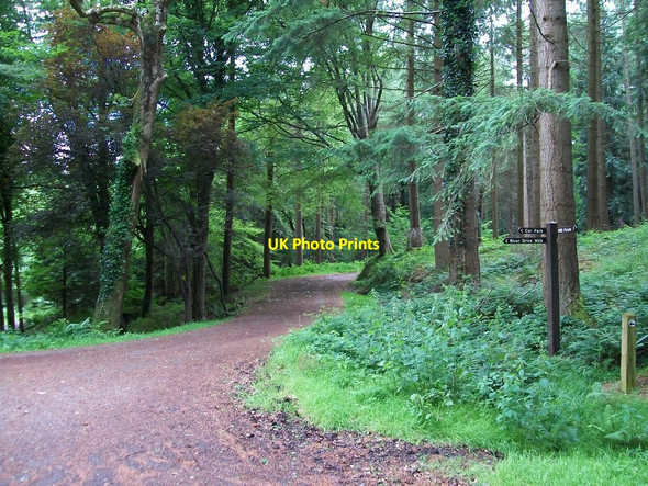 Photo 6"x4" Forest track junction and guide post at the southern end of Ivy Bridge Newcastle\/J3732 c2010
