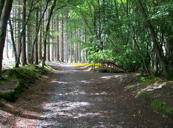 Photo 6"x4" View west along the forest track near The Meeting of The Waters Newcastle\/J3732 c2010