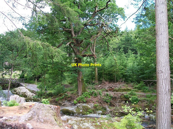Photo 6"x4" River, path and forest below the Rustic Bridge Castlewellan c2010