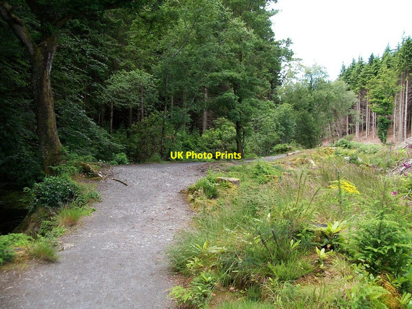 Photo 6"x4" Riverside track on the north side of the Shimna Castlewellan c2010