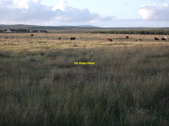 Photo 6"x4" Suckler cows and calves Culrigrein c2010