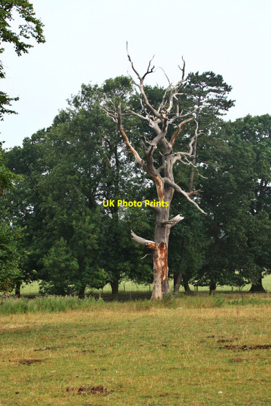 Photo 6"x4" Blasted Oak, Westoning Westoning c2010