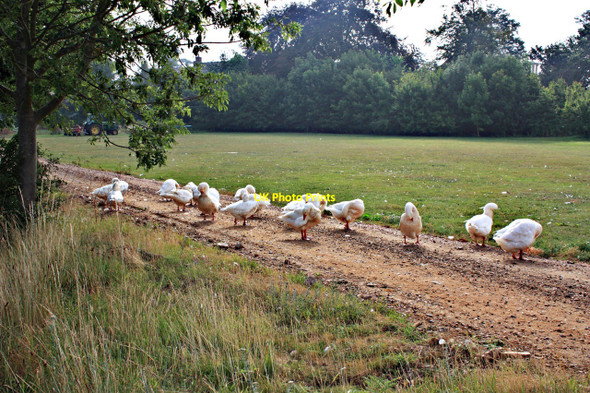 Photo 6"x4" Flock of Geese, near Westoning Westoning c2010