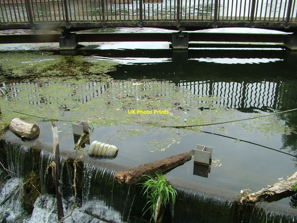 Photo 6"x4" Flotsam and weed Ware\/TL3614 c2010