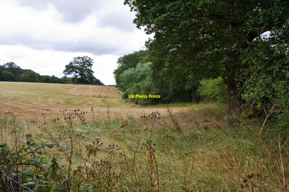 Photo 6"x4" Seedfield Spinney Cockfosters c2010