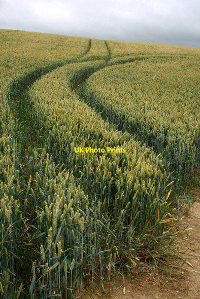 Photo 6"x4" Curved tracks in the wheat Easthope c2010