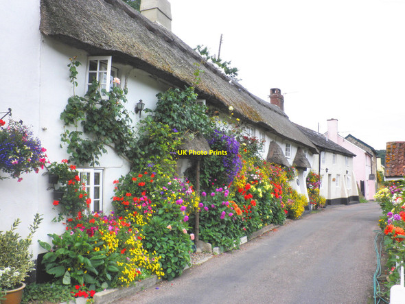 Photo 6"x4" Floral display, near Branscombe Branscombe c2010
