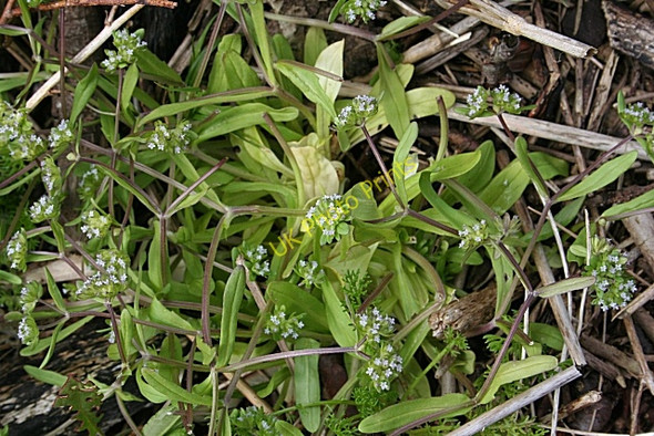Photo 6"x4" Common Cornsalad (Valerianella locusta) Powfoot c2009