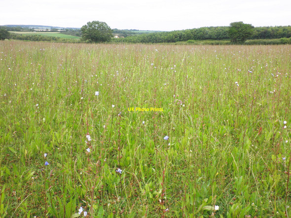 Photo 6"x4" Field of Chicory, near Branscombe Vicarage c2010