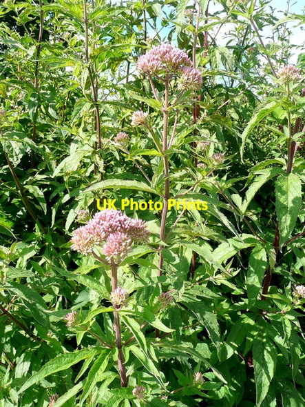 Photo 6"x4" Hemp Agrimony, Eupatorium cannabinum Park Hill\/ST5699 c2010