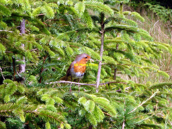 Photo 6"x4" Robin, Harrop Tarn Dob Gill c2010