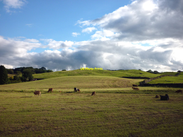 Photo 6"x4" Cattle grazing near Ings Ings c2010