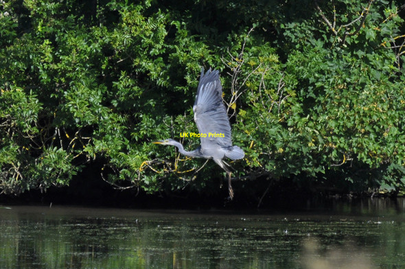 Photo 6"x4" Departing Heron - St Brides Pitcot\/SS8974 c2010