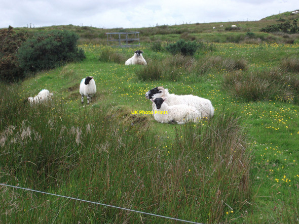 Photo 6"x4" Blackface ewes and lambs  Stornoway\/Ste\u00f2rnabhagh c2010