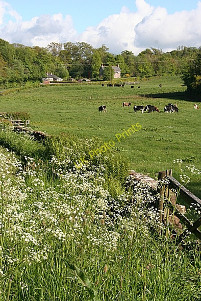 Photo 6"x4" Looking Towards Burnfoot Burnfoot\/NY2574 c2009
