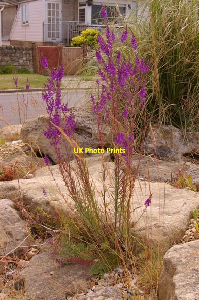 Photo 6"x4" Wild Flowers, Sea Front, Spring Vale, Isle of Wight Seaview\/SZ6291 c2009