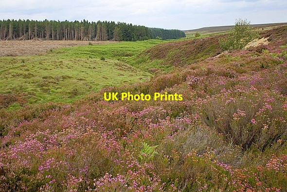 Photo 6"x4" Blea Hill Beck Blea Hill Beck c2010