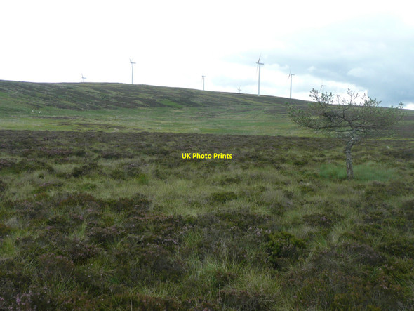 Photo 6"x4" Tree with nest Netherton\/NO1452 c2010