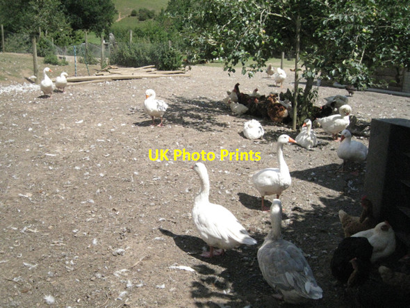 Photo 6"x4" Poultry enclosure above Harbourne River Harberton c2010