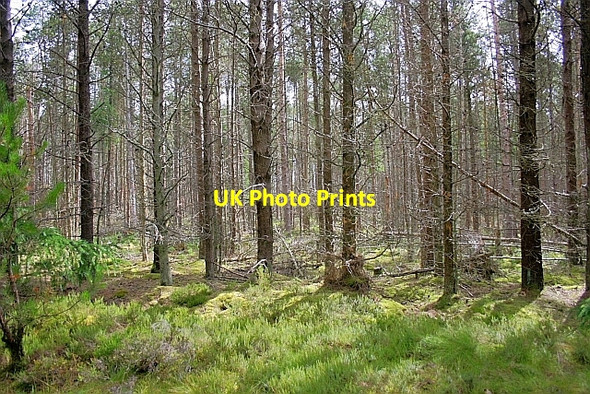 Photo 6"x4" Forestry, Pye Rigg Ravenscar c2010