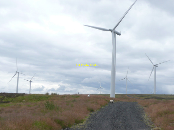 Photo 6"x4" Sheep on a wind farm Drumderg c2010