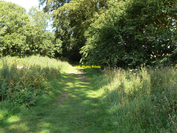 Photo 6"x4" Woodland track Falkland c2010
