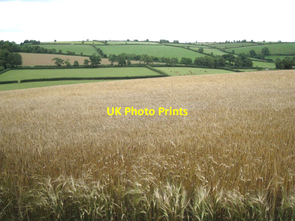 Photo 6"x4" Barley south of Key's Englebourne Harberton c2010