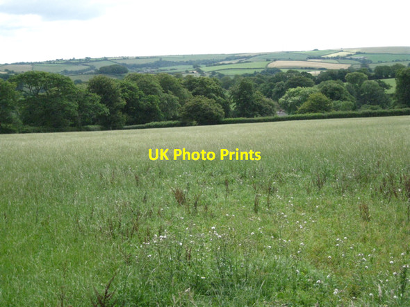 Photo 6"x4" Field of ryegrass north of Great Englebourne Harberton c2010