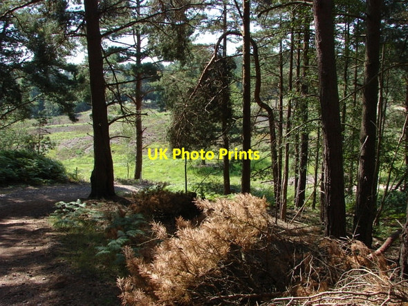Photo 6"x4" Ash Ranges Pirbright Camp c2010 P3