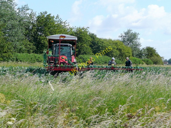 Photo 6"x4" Cauliflower harvesting Holbeach c2009