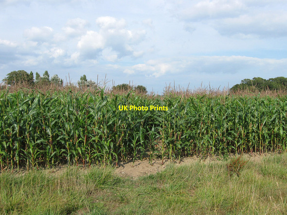 Photo 6"x4" Cobb Court Field Selmeston c2010