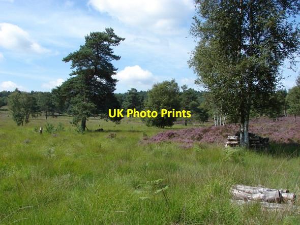 Photo 6"x4" Ash Ranges Pirbright Camp c2010