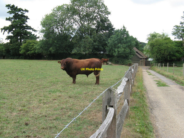 Photo 6"x4" Looking after his family Lower Fittleworth c2010