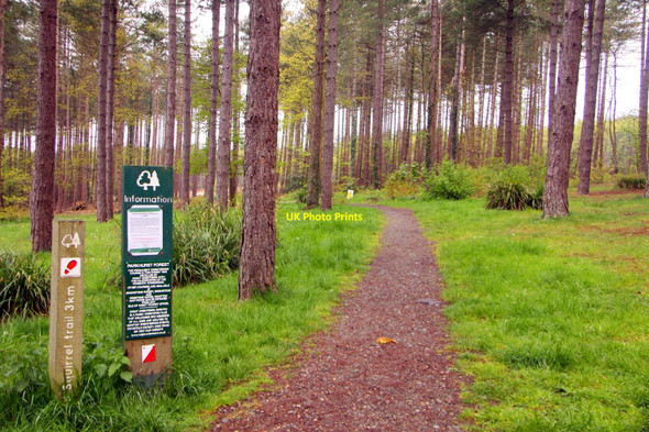 Photo 6"x4" Fitness Trail through the forest Newport\/SZ4988 c2010
