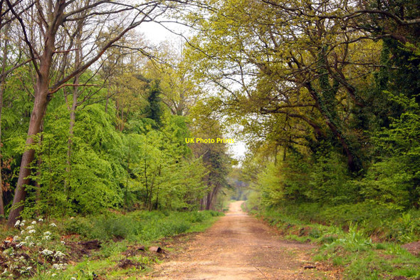 Photo 6"x4" Ride in Parkhurst Forest Newport\/SZ4988 c2010