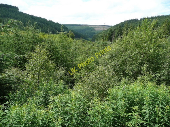 Photo 6"x4" Penllyn Forest 2 Penllyn Forest c2009