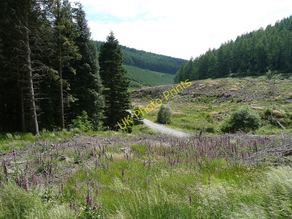 Photo 6"x4" Penllyn Forest 4 Penllyn Forest c2009