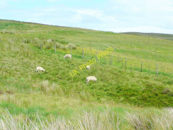 Photo 6"x4" Rough grazing near Y Gadfa Moel y Cerrig Duon c2009