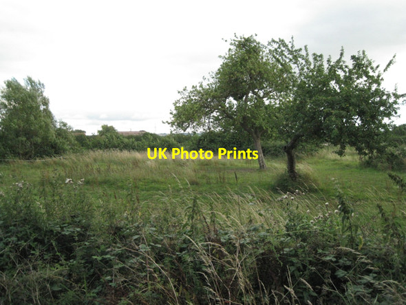 Photo 6"x4" Orchard south of Jobsgreen Farm Shepperdine c2010