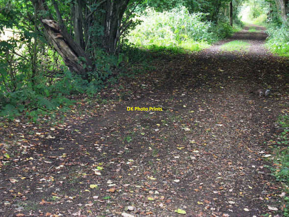 Photo 6"x4" Stoat on the former Midhurst to Pulborough line Coldwaltham c2010
