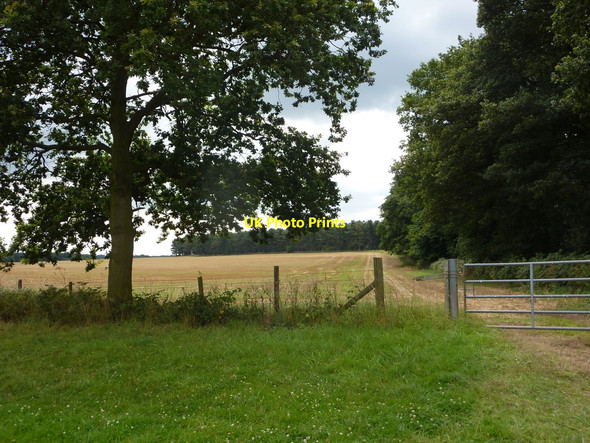 Photo 6"x4" By the edge of Coachroad Plantation Scofton c2010