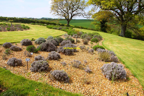 Photo 6"x4" A bed of lavender at Staplehurst Grange Downend\/SZ5387 c2010