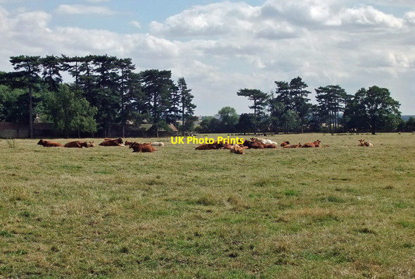 Photo 6"x4" Cattle in The Paddocks, Brocklesby Brocklesby c2010