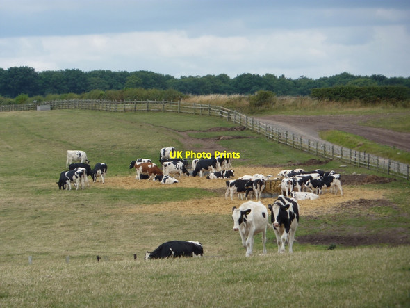 Photo 6"x4" Cattle grazing in open fields Scofton c2010