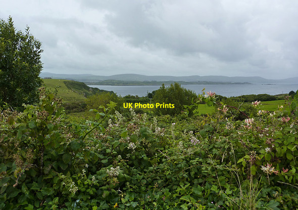 Photo 6"x4" Hedgerow and field Ballylicky c2010
