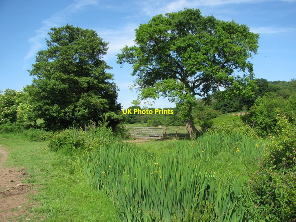 Photo 6"x4" Irises by the Lodge Hill Walk Caerleon or Caerllion c2010