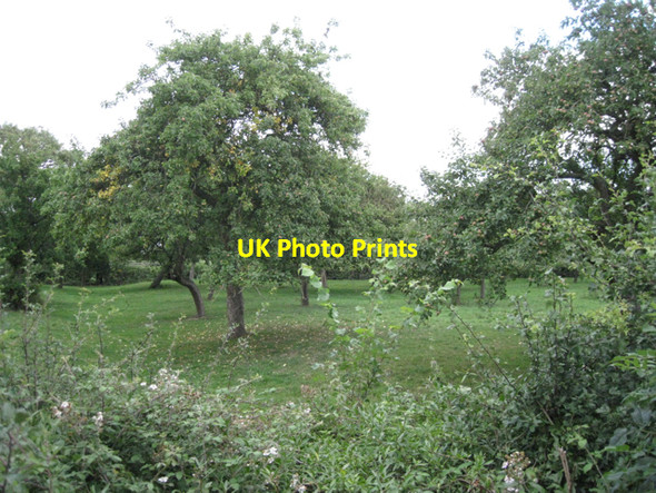 Photo 6"x4" Orchard near Shepperdine Farm Nupdown c2010